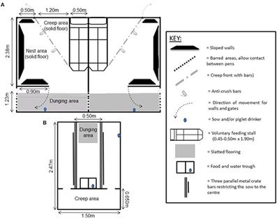 Who Plays With Whom: Farrowing Environment Influences Isolation of Foster Piglets in Play